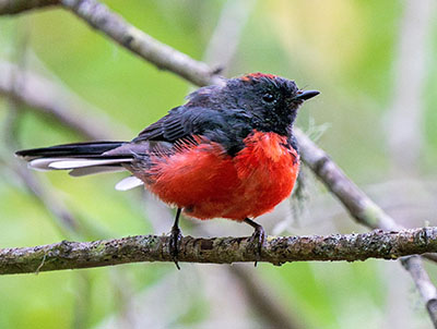 Slate-throated Redstart