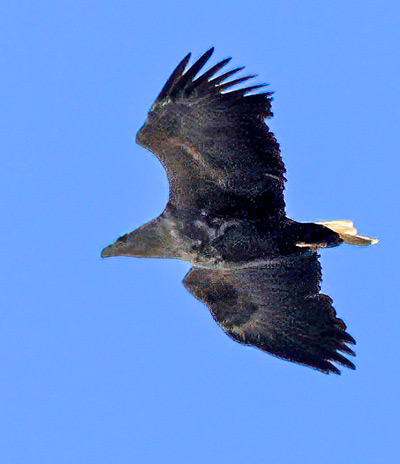 White-tailed Eagle